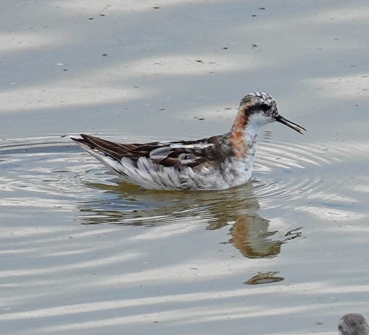 Red-necked Phalarope - ML600147221