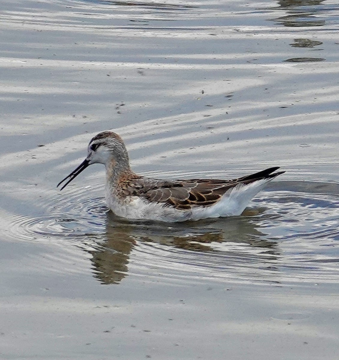 Red-necked Phalarope - Brian Lineaweaver