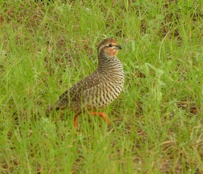 Rock Bush-Quail - ML600148091