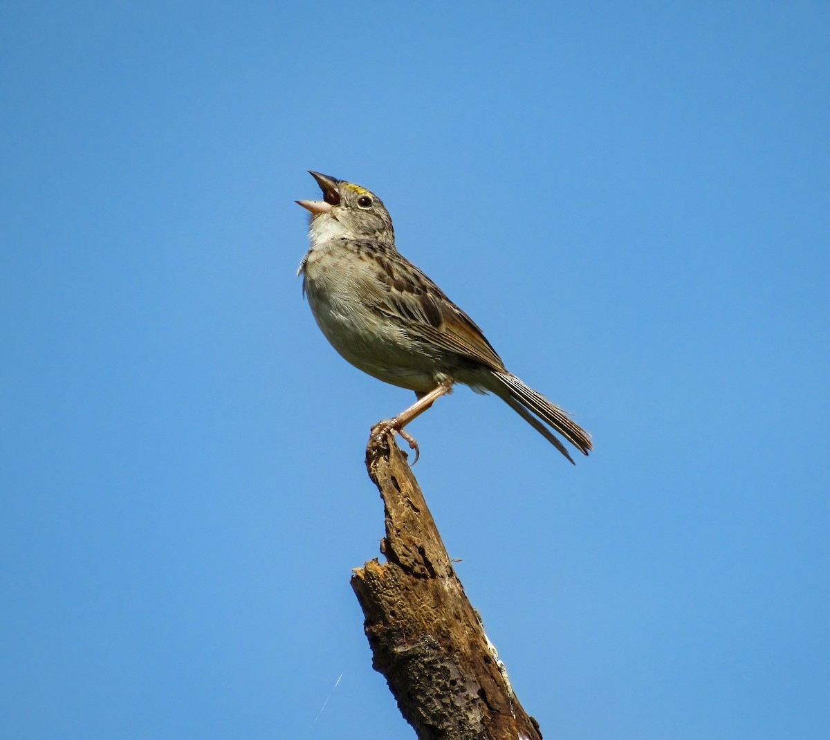 Grassland Sparrow - ML600149451