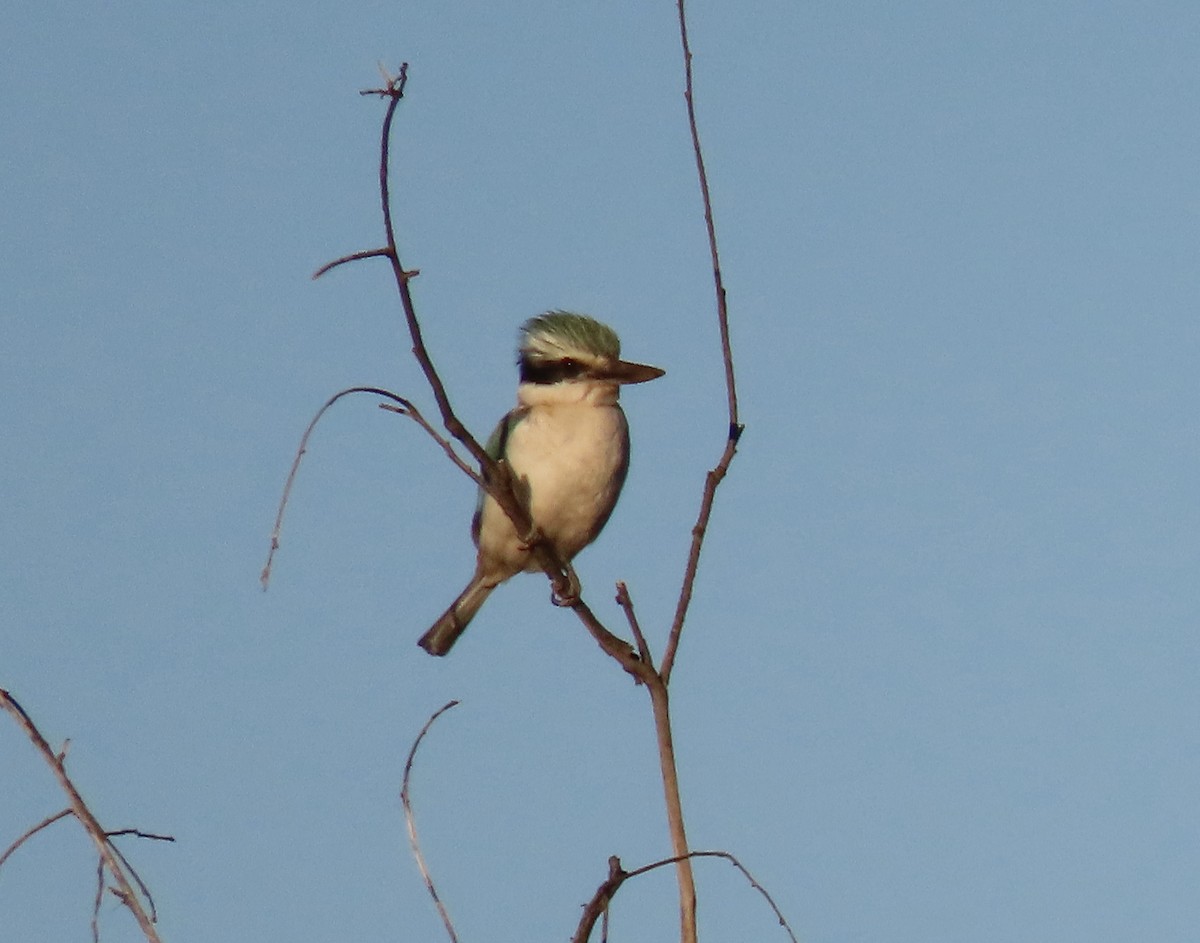 Red-backed Kingfisher - ML600149521