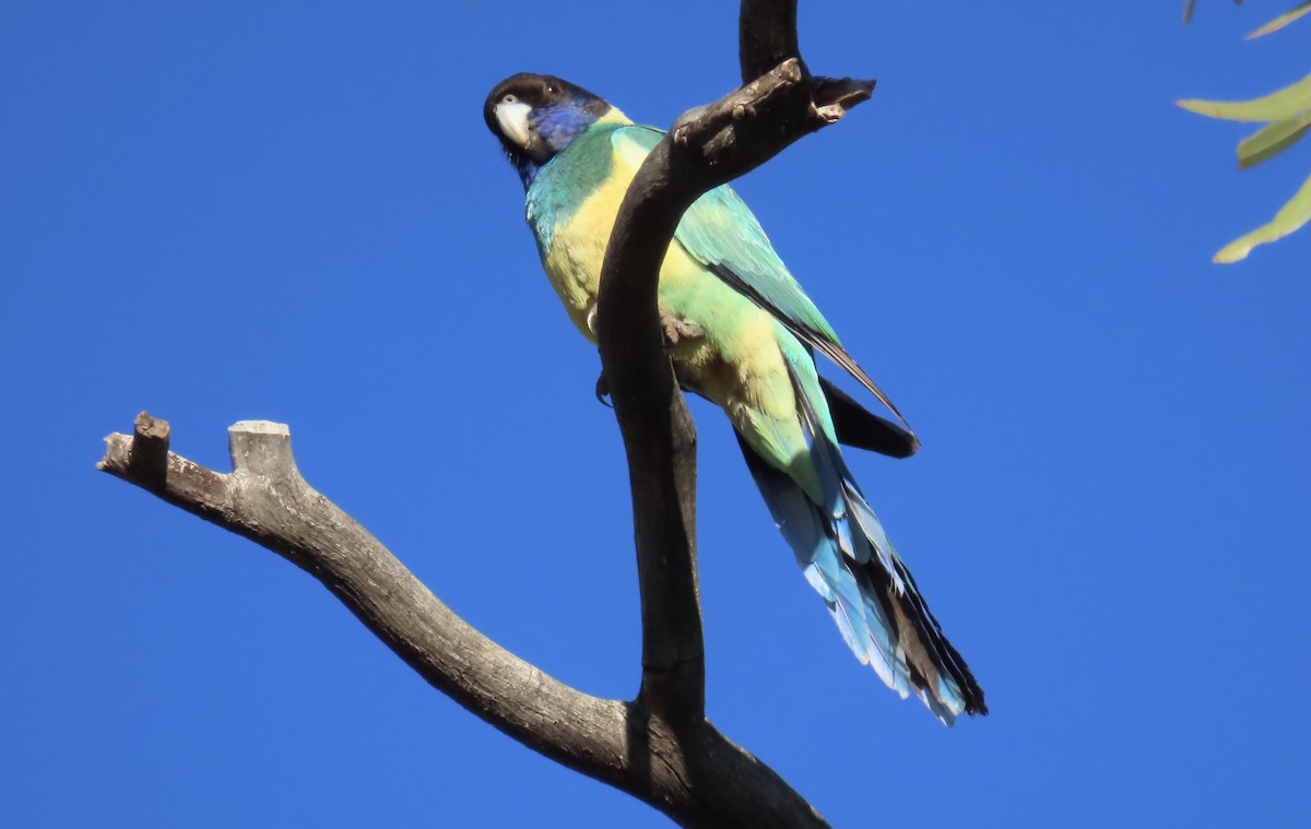 Australian Ringneck - ML600149601