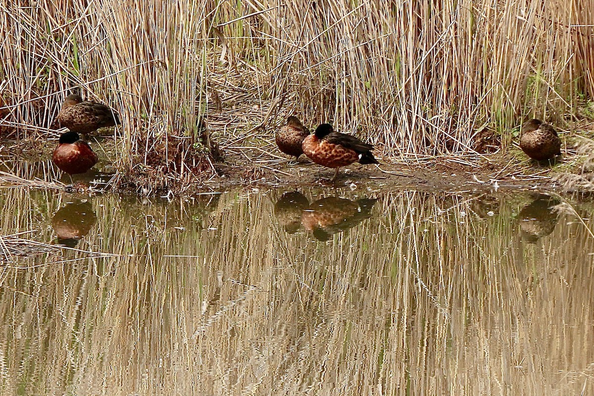 Chestnut Teal - ML600149611