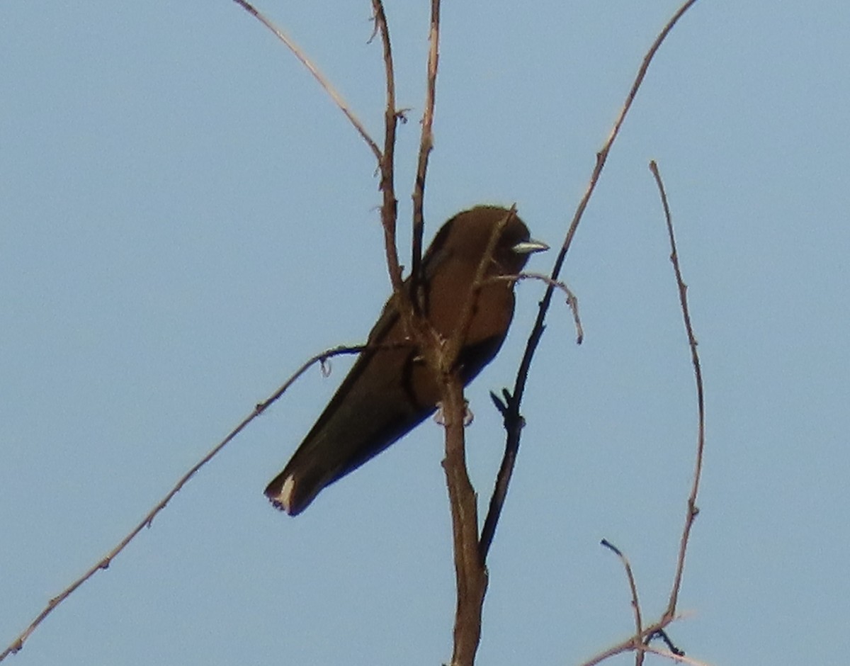 Little Woodswallow - ML600149761