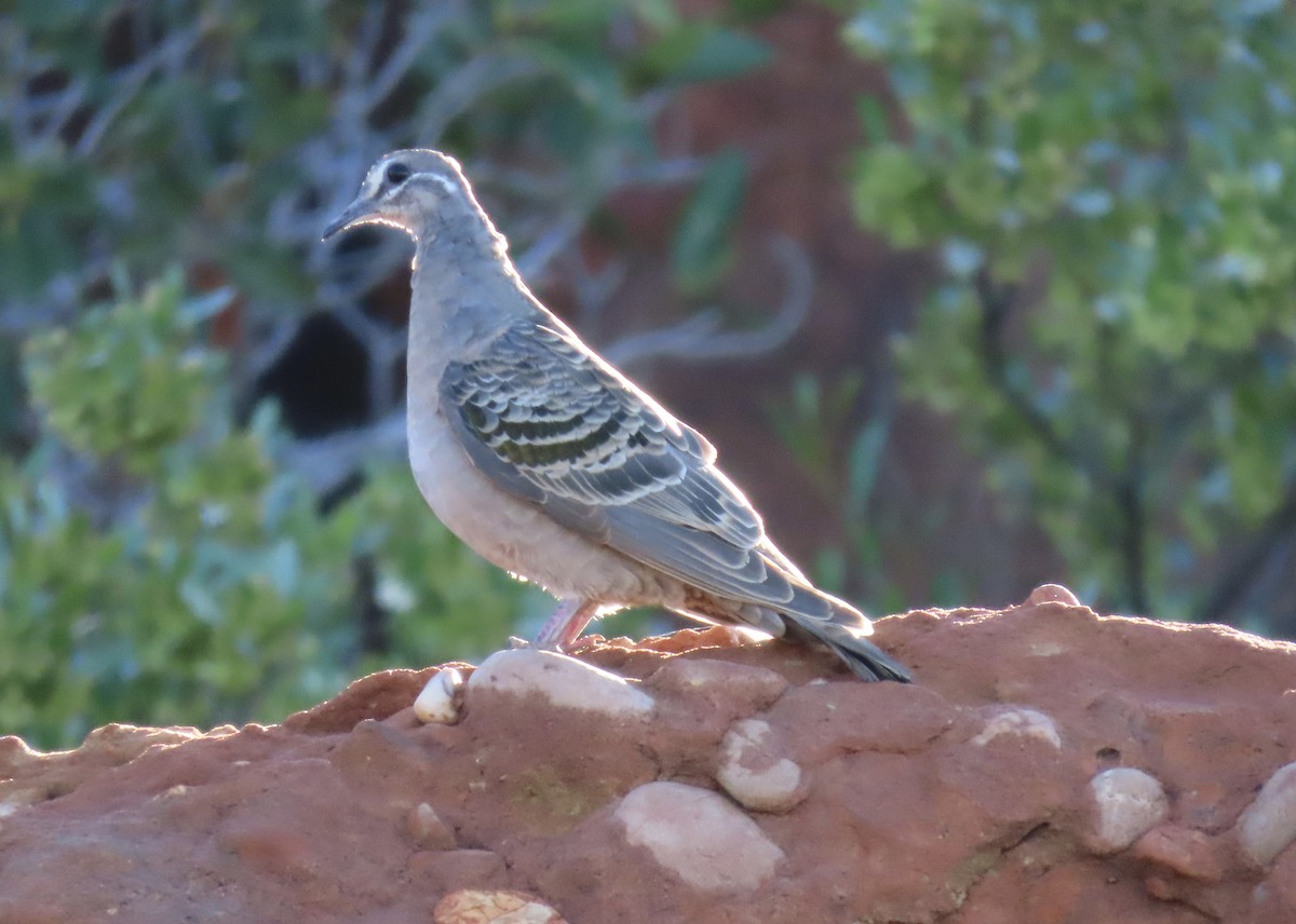 Common Bronzewing - ML600150161