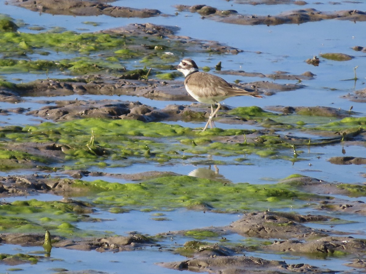 Killdeer - ML600150461