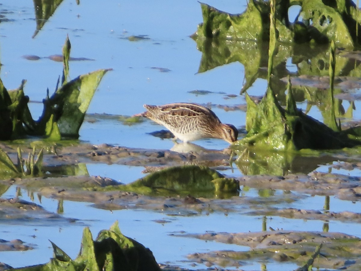Wilson's Snipe - ML600150491