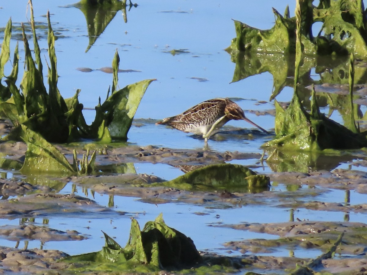 Wilson's Snipe - ML600150521