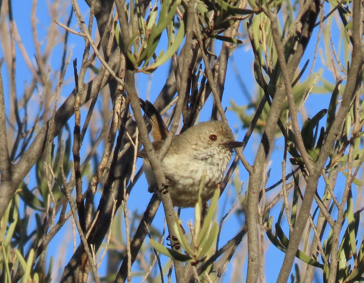 Inland Thornbill - ML600150771