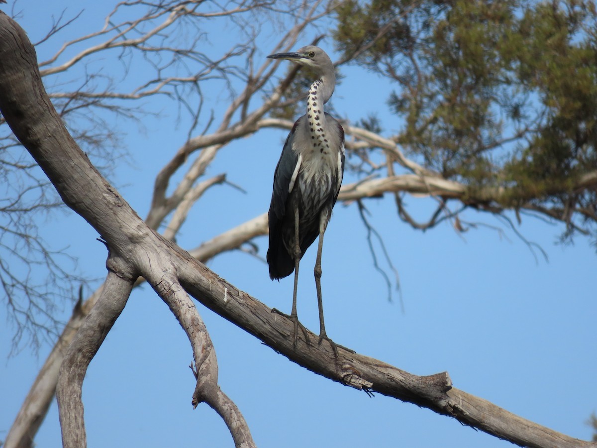 Pacific Heron - Sue Beatty