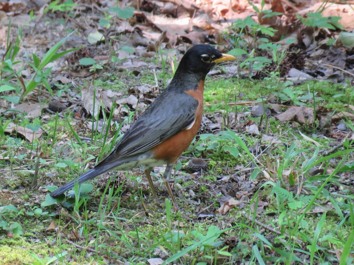 American Robin - ML60015231