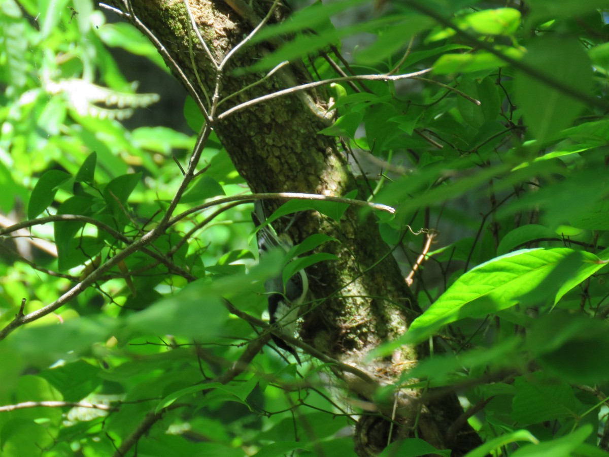 White-breasted Nuthatch (Eastern) - ML60015261