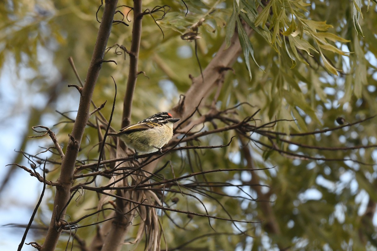 Red-fronted Tinkerbird - ML600152781