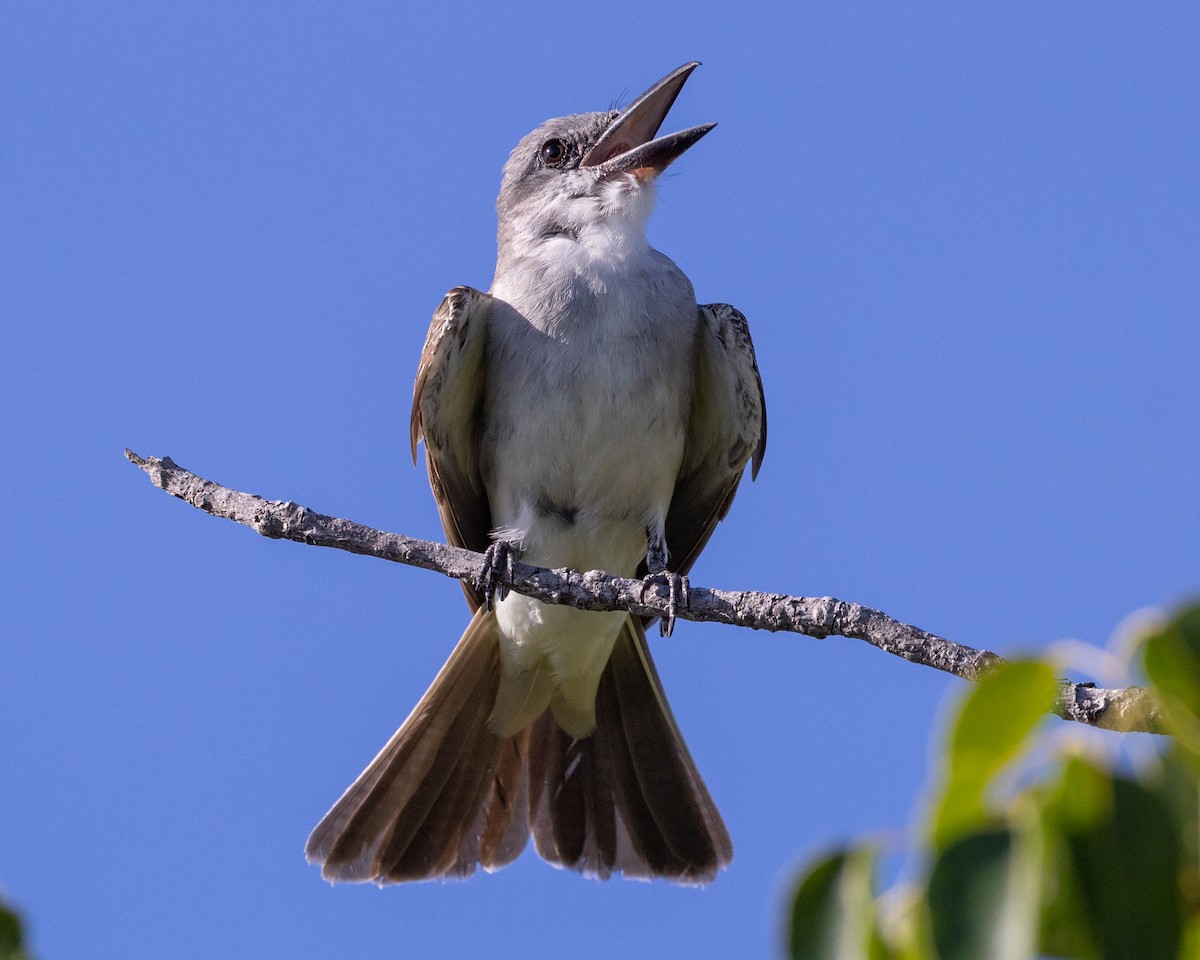 Gray Kingbird - ML600152921