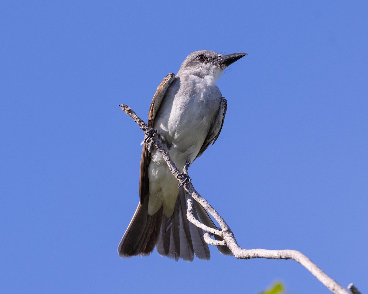 Gray Kingbird - ML600152931