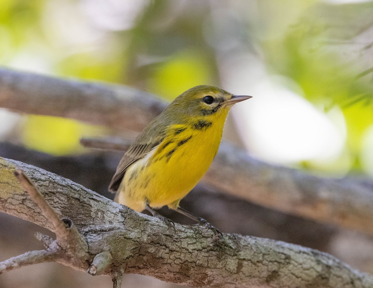 Prairie Warbler - Charles Lyon