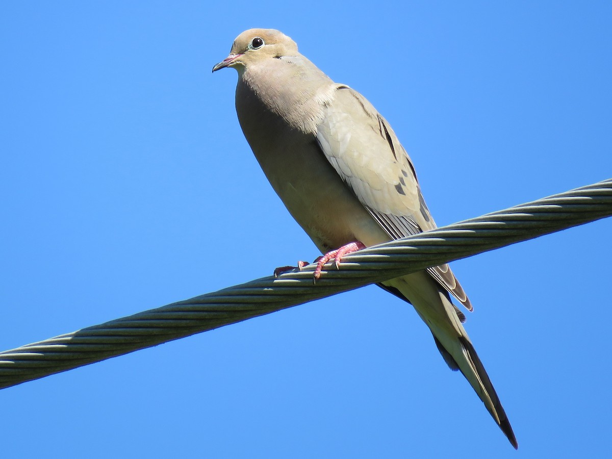 Mourning Dove - ML60015311
