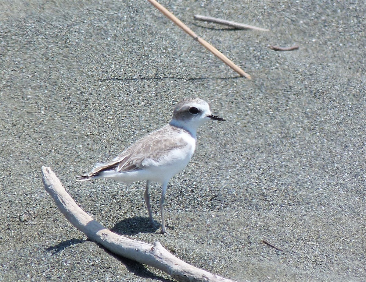 Snowy Plover - ML600153181