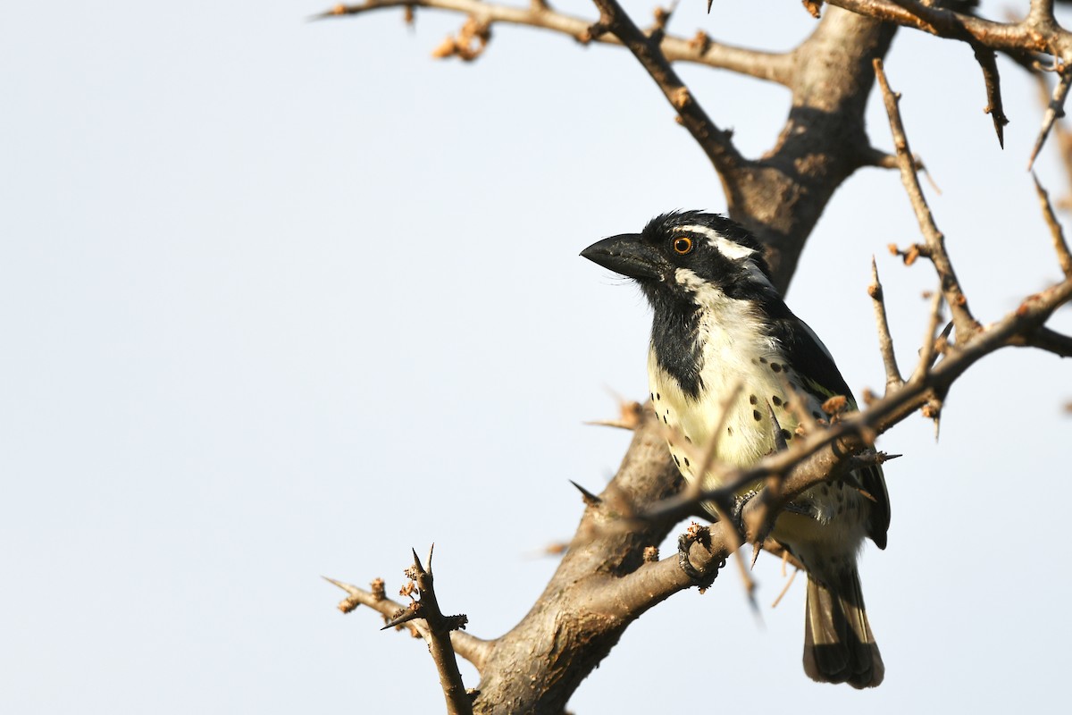 Spot-flanked Barbet - ML600153451