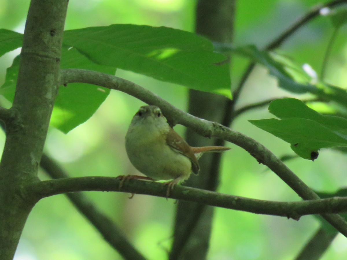 Carolina Wren - ML60015351