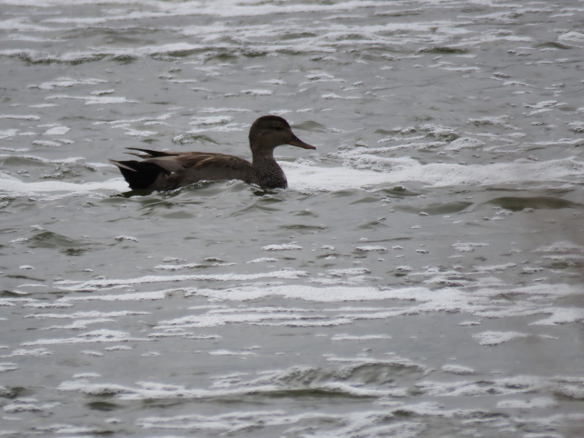 Gadwall - ML60015371