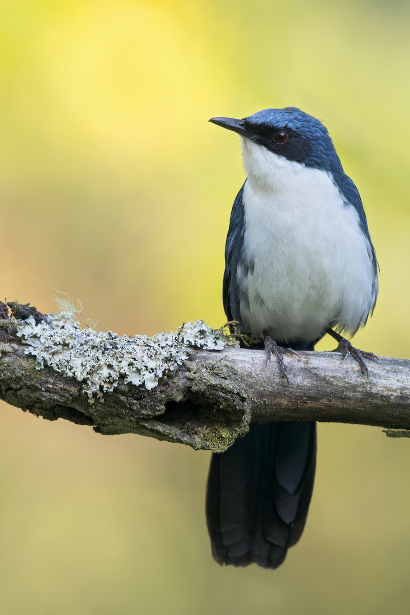 Blue-and-white Mockingbird - Dubi Shapiro