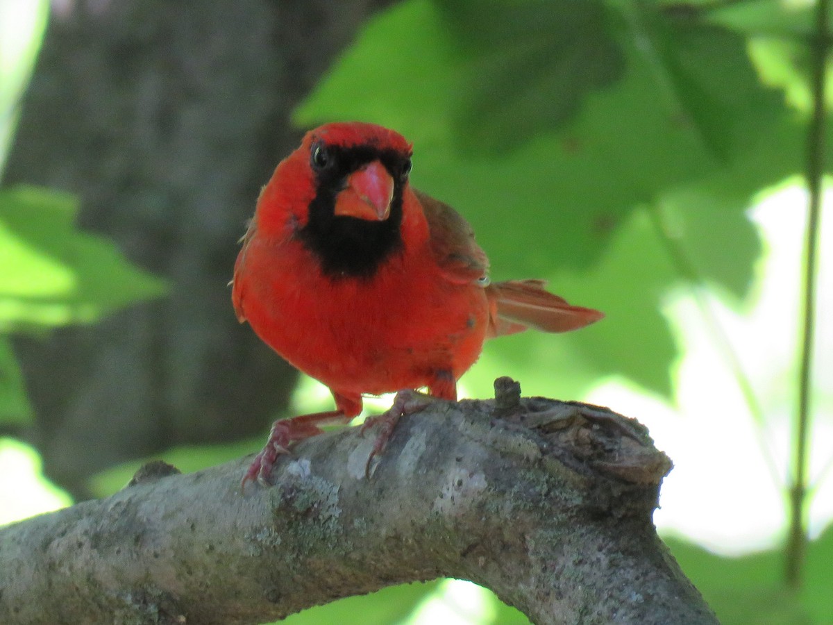 Northern Cardinal - ML60015391
