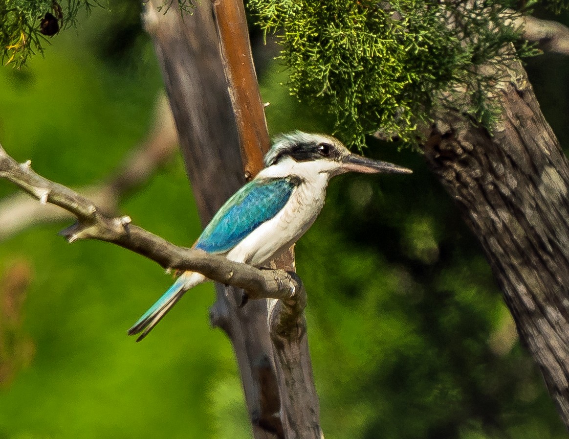 Red-backed Kingfisher - Russell Scott