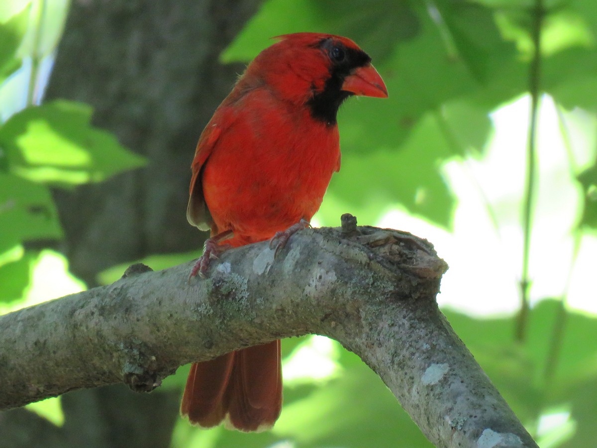 Northern Cardinal - ML60015411