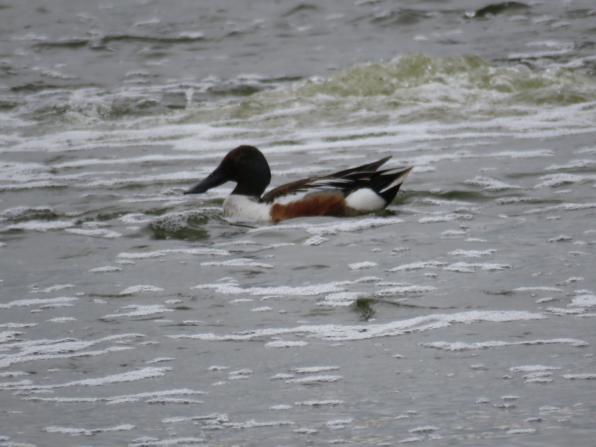 Northern Shoveler - ML60015441