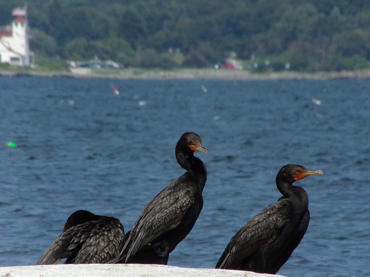 Double-crested Cormorant - Kristos Said Kendall