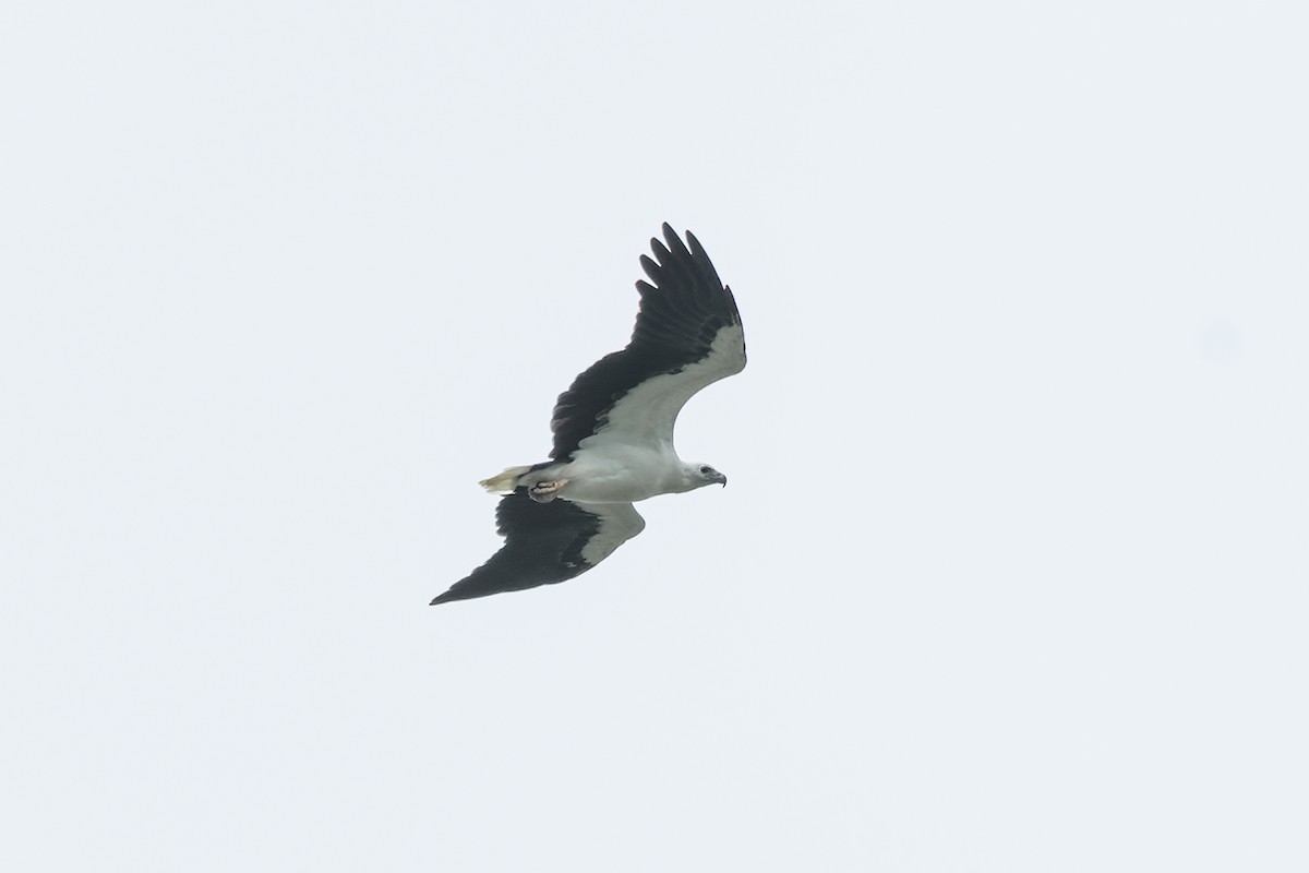 White-bellied Sea-Eagle - ML600155111