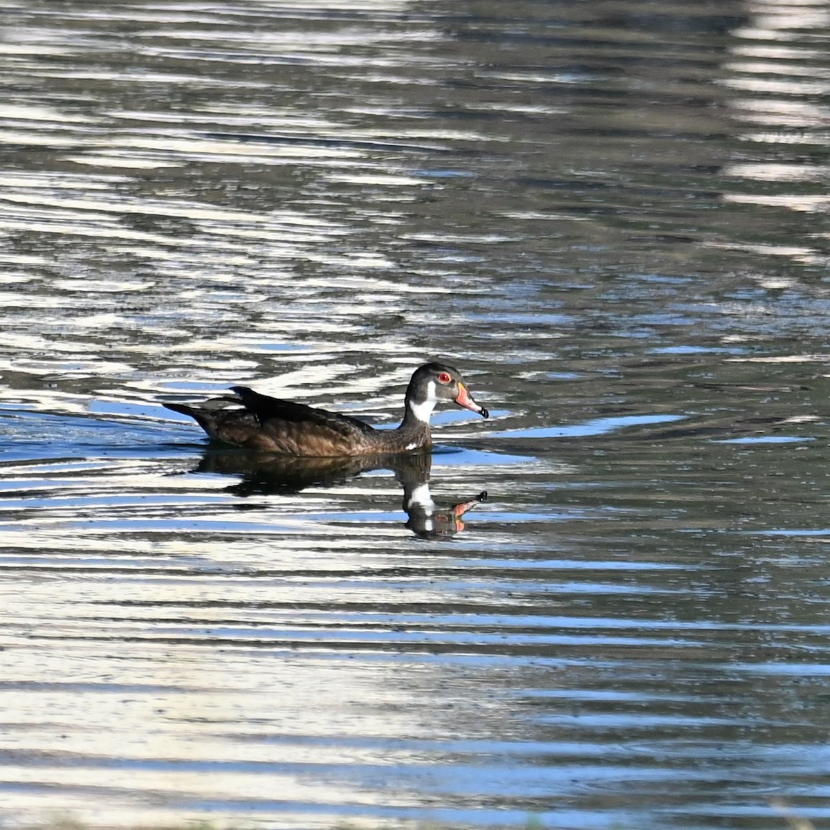 Wood Duck - ML600155771