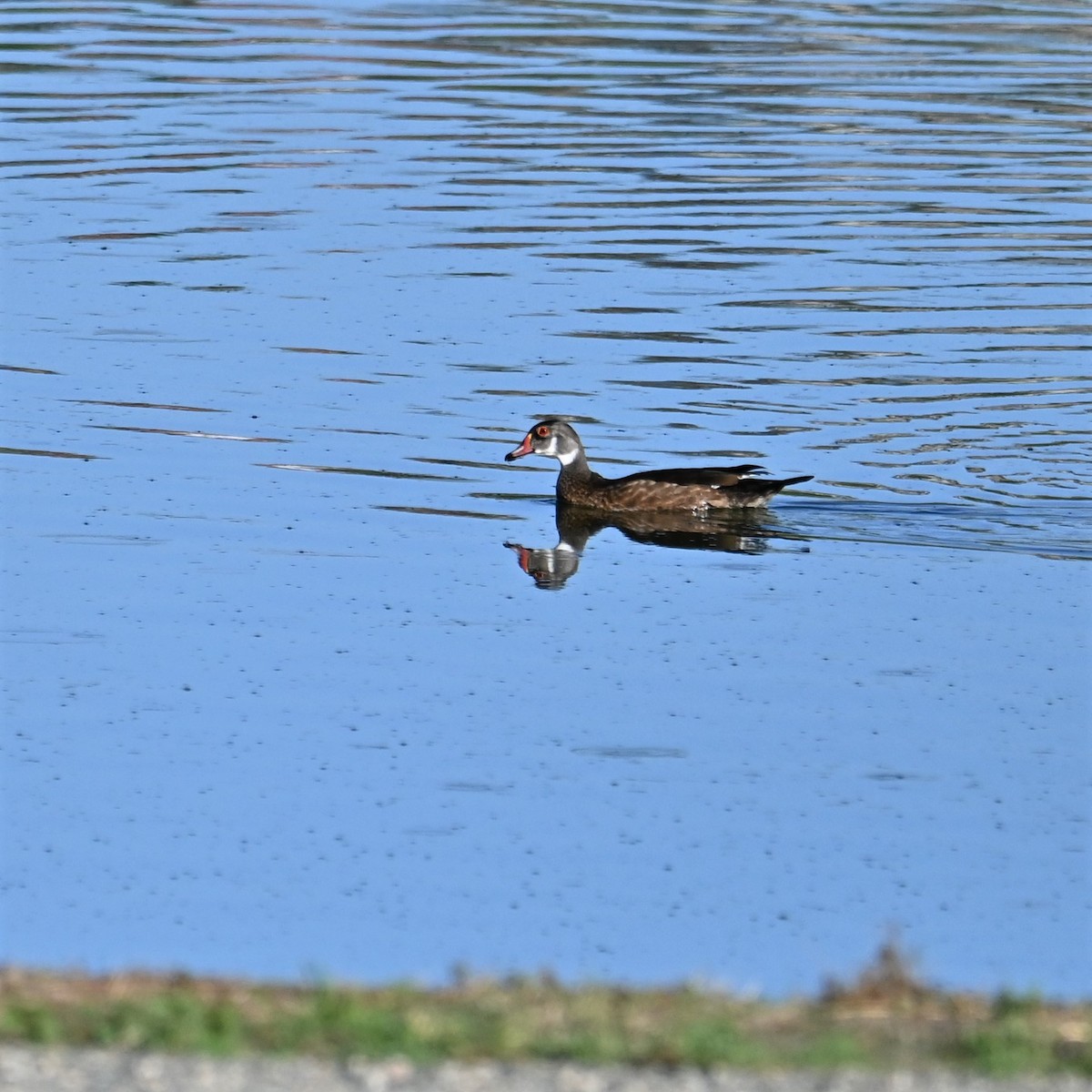 Wood Duck - Ronnie Reed