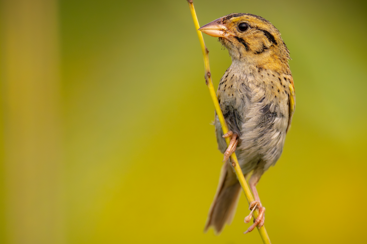 Henslow's Sparrow - ML600156301
