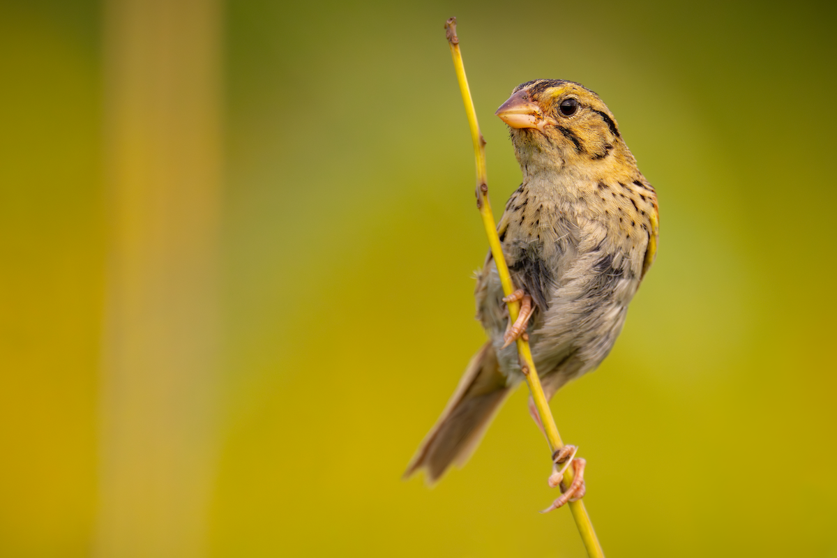 Henslow's Sparrow - ML600156311
