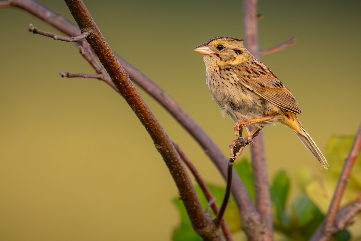 Henslow's Sparrow - ML600156321