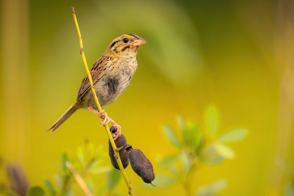 Henslow's Sparrow - ML600156681