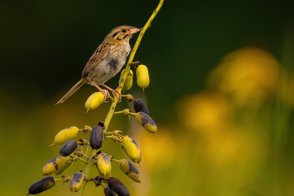 Henslow's Sparrow - ML600156691