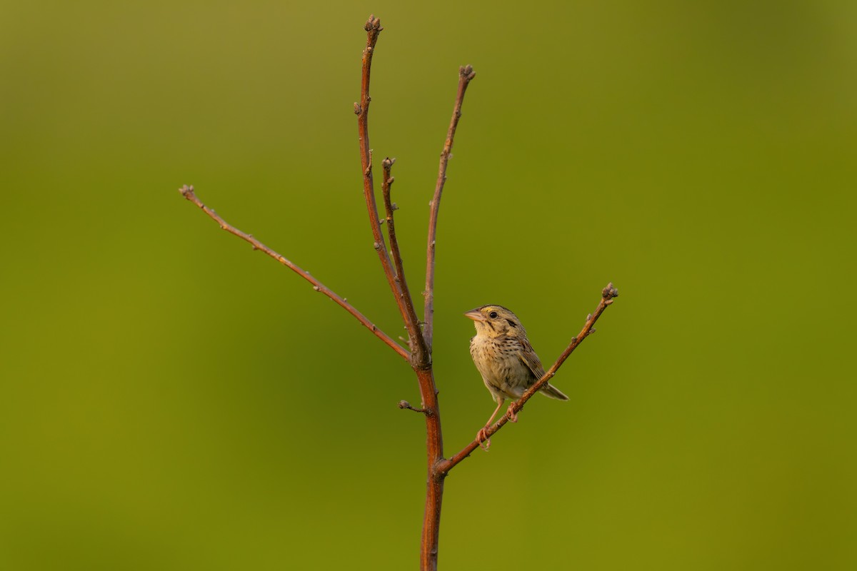 Henslow's Sparrow - ML600156701