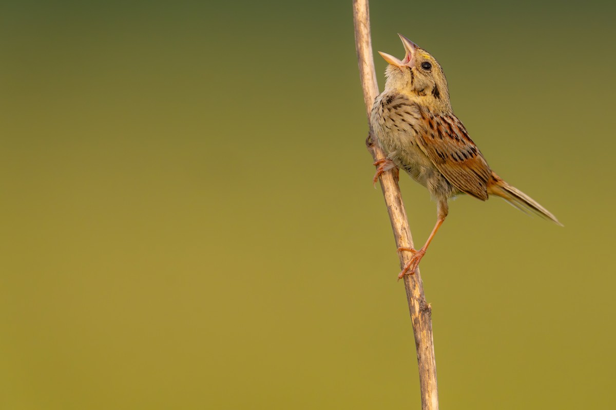 Henslow's Sparrow - ML600156711