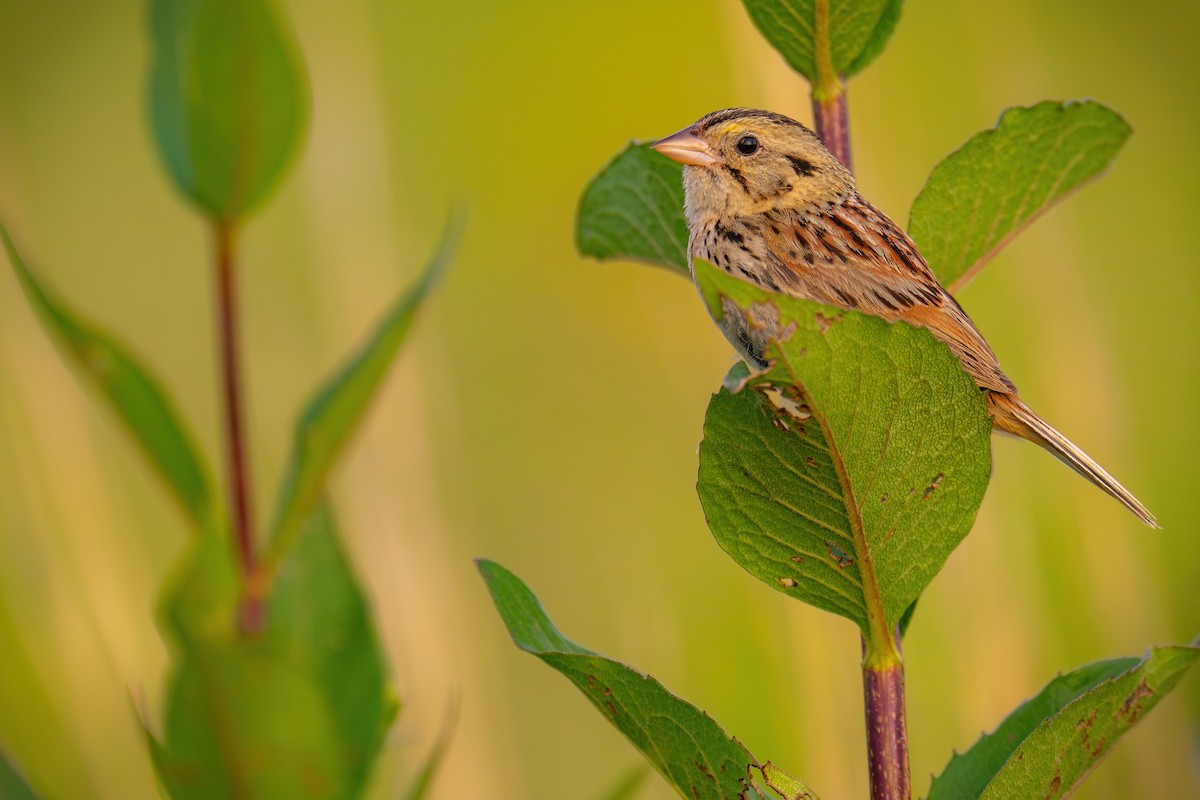 Henslow's Sparrow - ML600156721