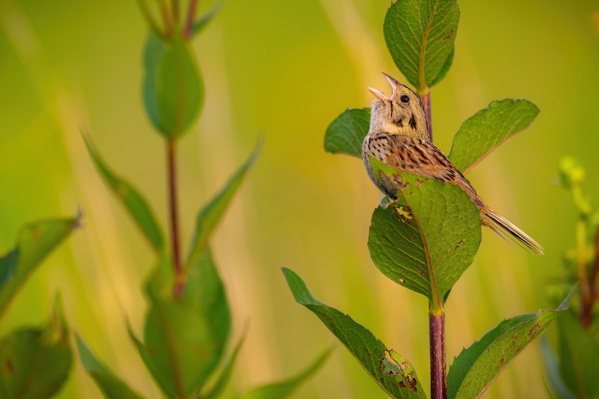 Henslow's Sparrow - ML600156731