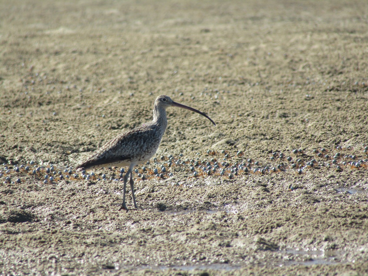 Far Eastern Curlew - Albert Ross