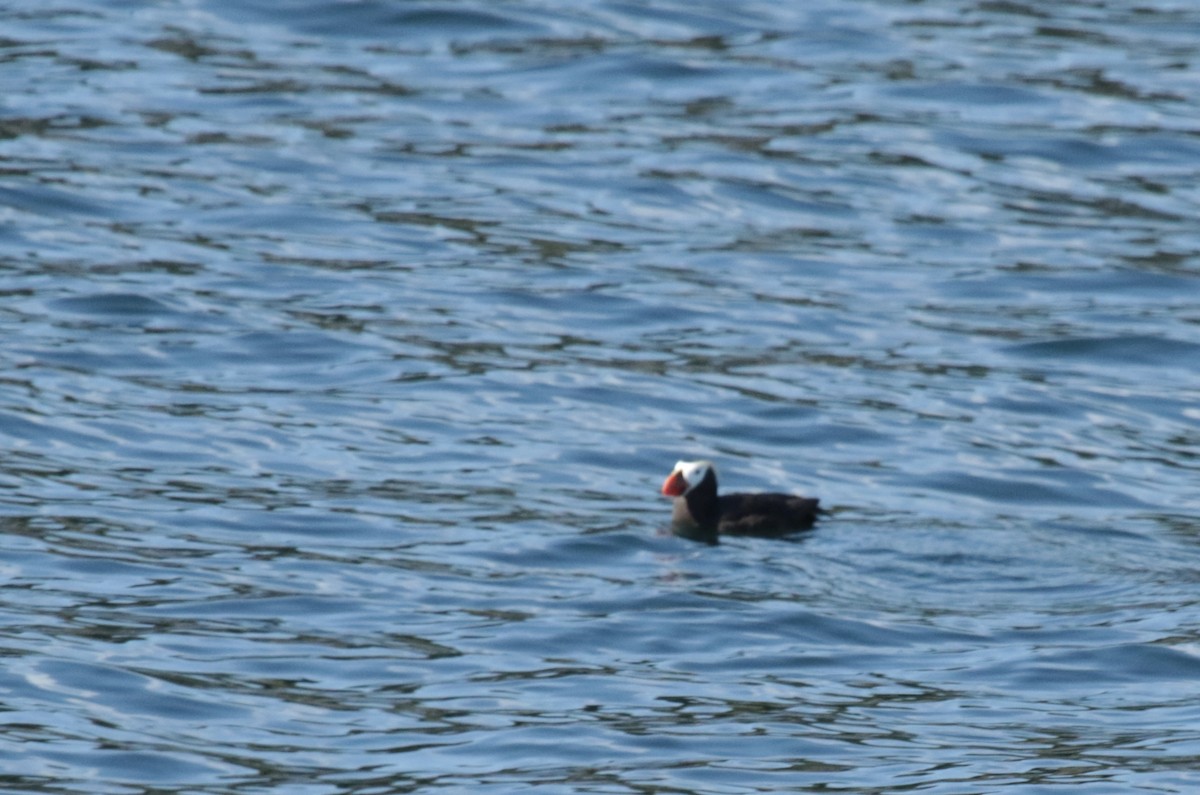 Tufted Puffin - ML600159821