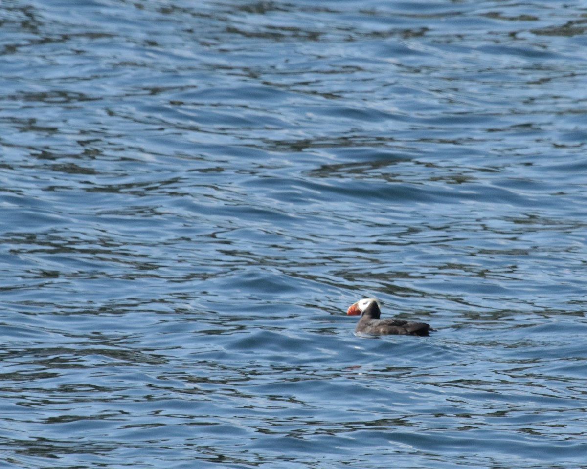 Tufted Puffin - Ruth Roeder