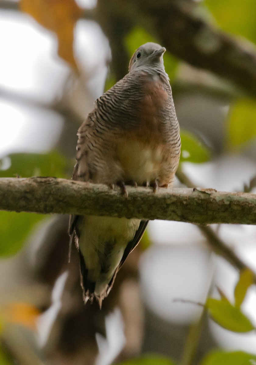 Zebra Dove - ML600159861