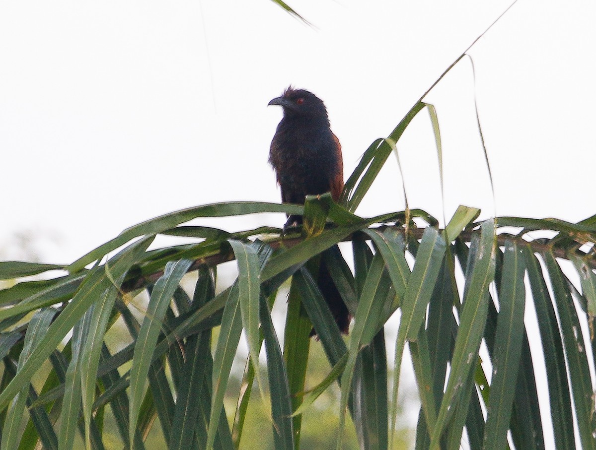 Greater Coucal - ML600159881