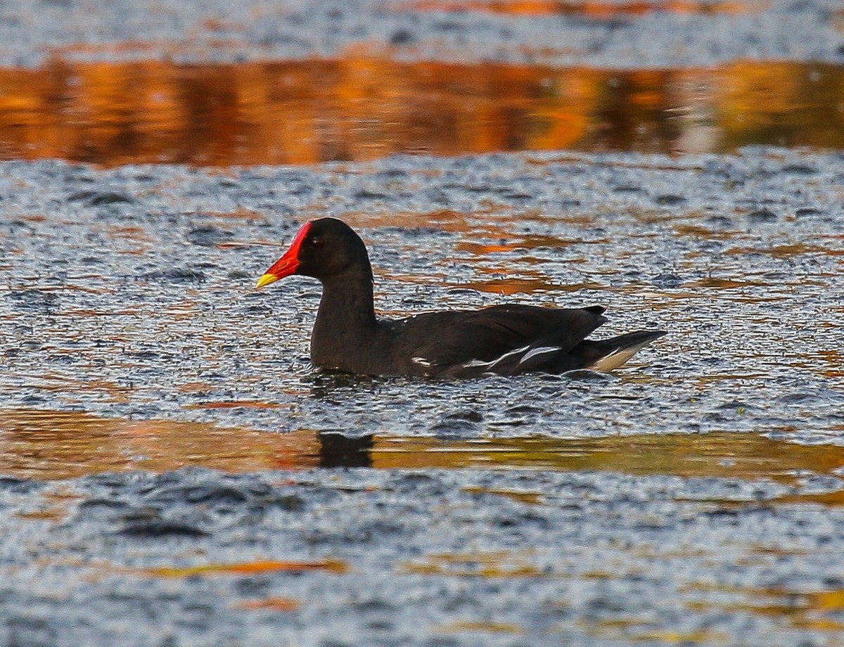 Eurasian Moorhen - ML600159921