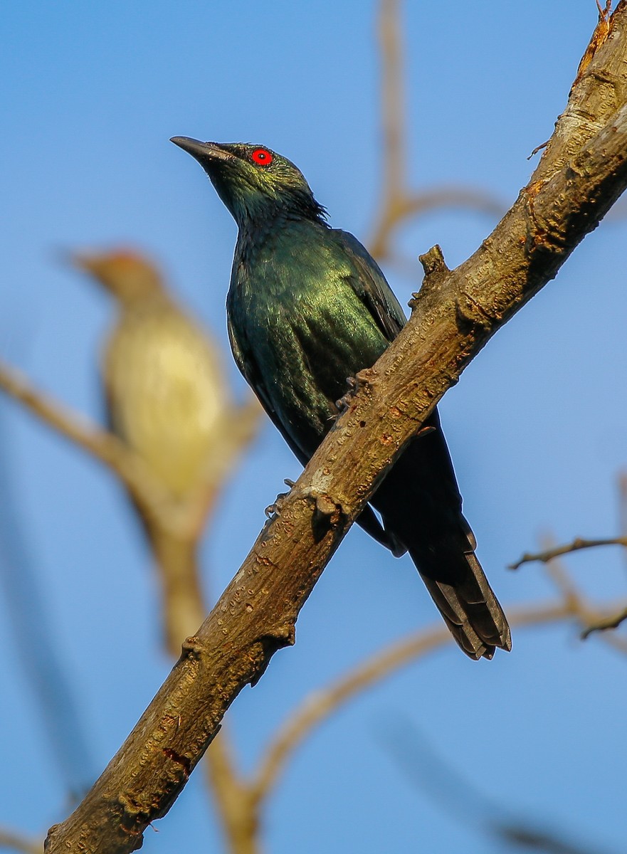 Asian Glossy Starling - ML600160431